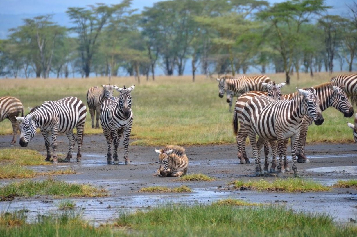Lake Nakuru National Park